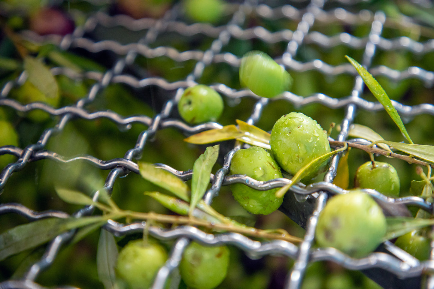 Olio Nuovo Extra Virgin Olive Oil