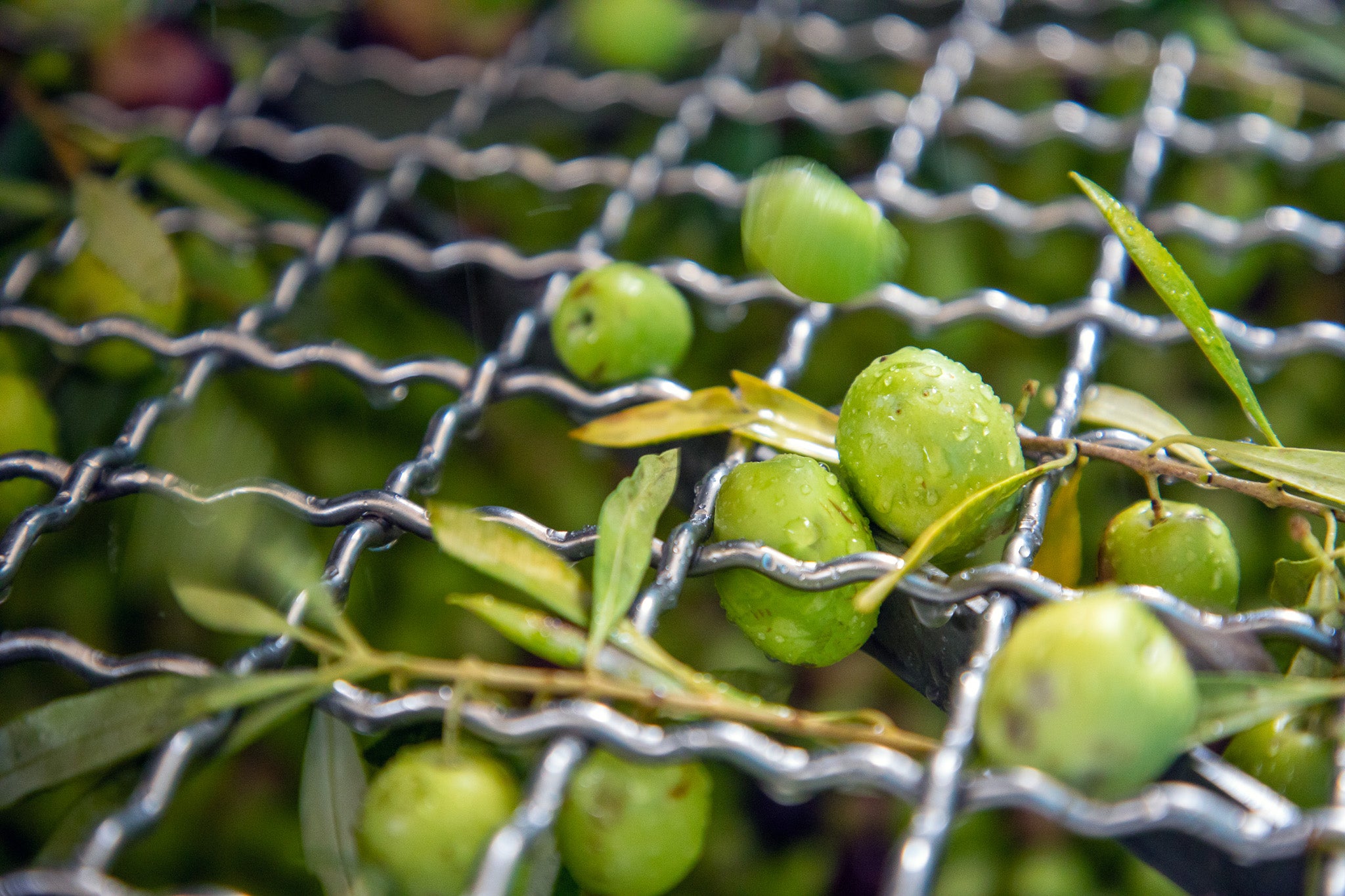 Il Singolo Extra Virgin Olive Oil