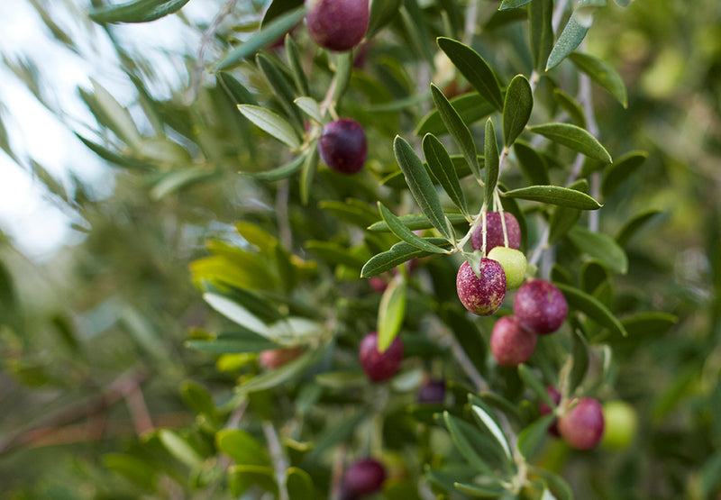 Pasolivo Estate-grown Olives