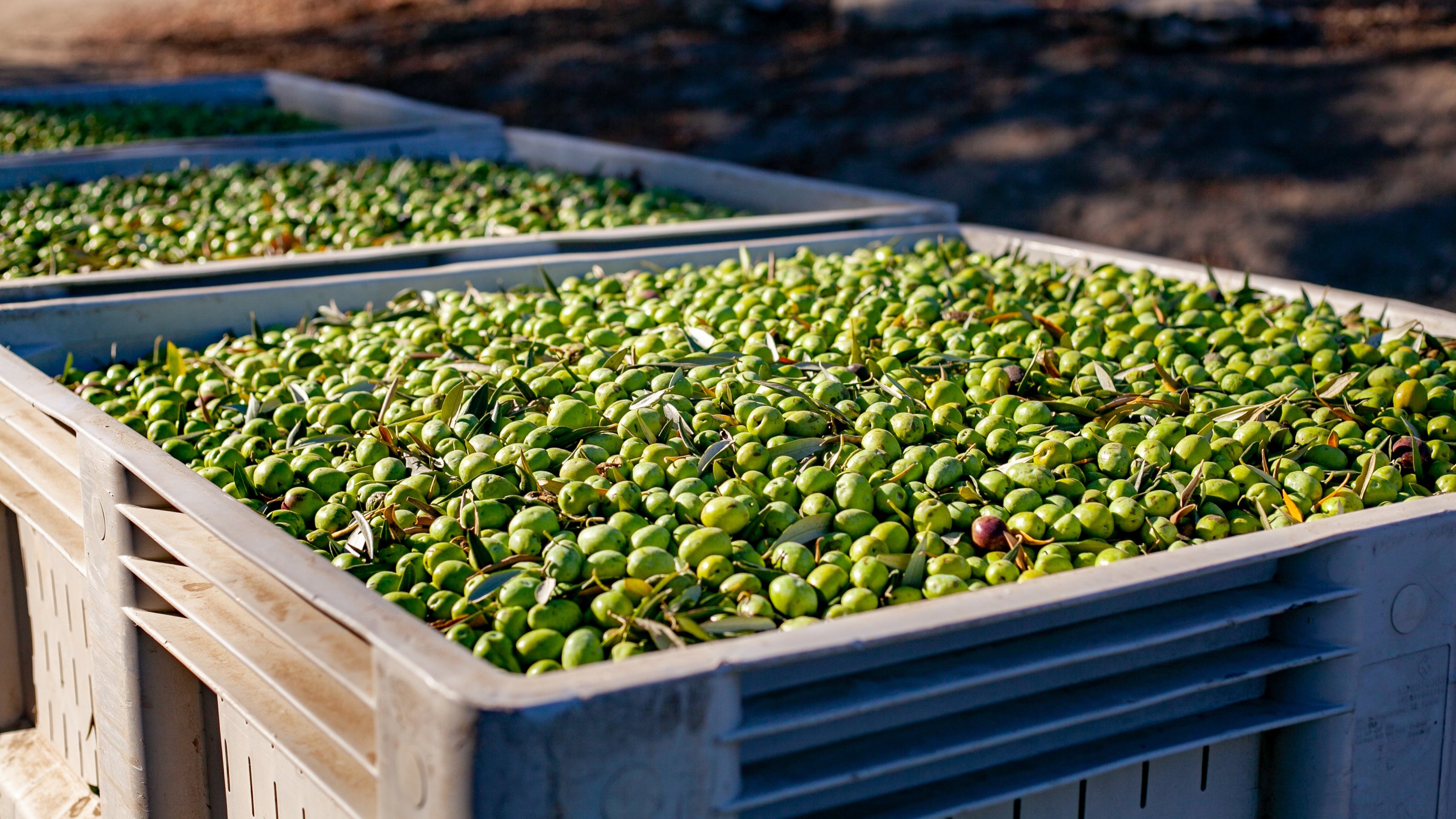 Crates filled with green olives in an outdoor setting