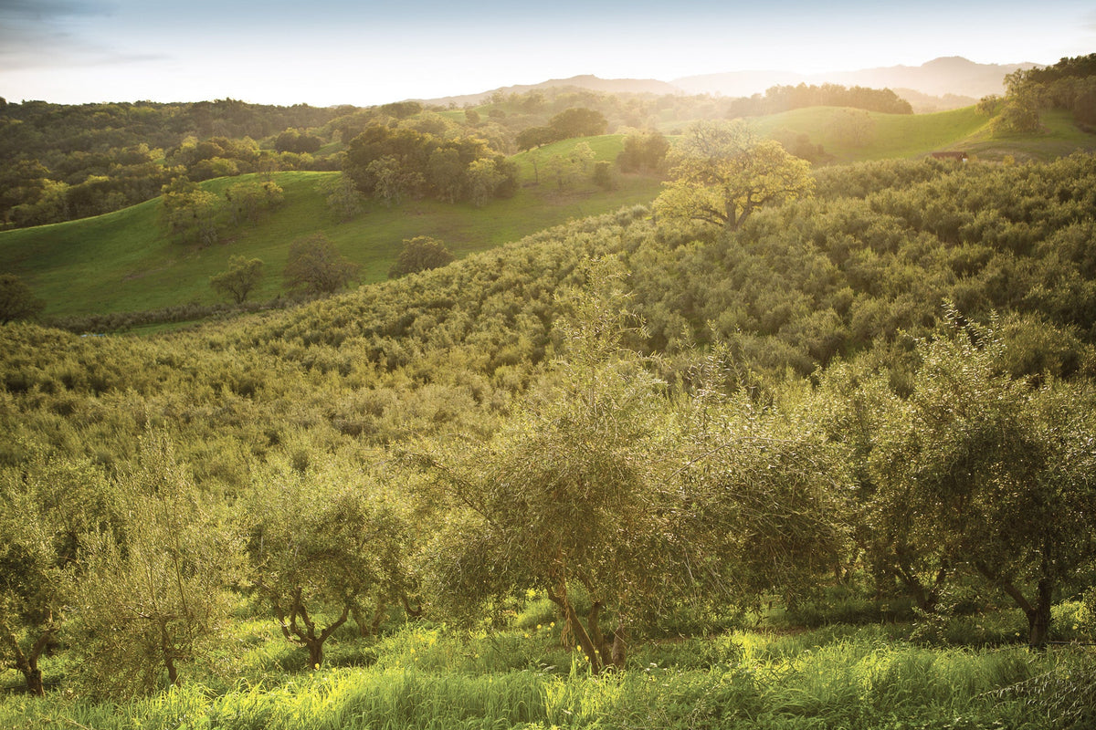 Pasolivo Paso Robles California Olive Orchard