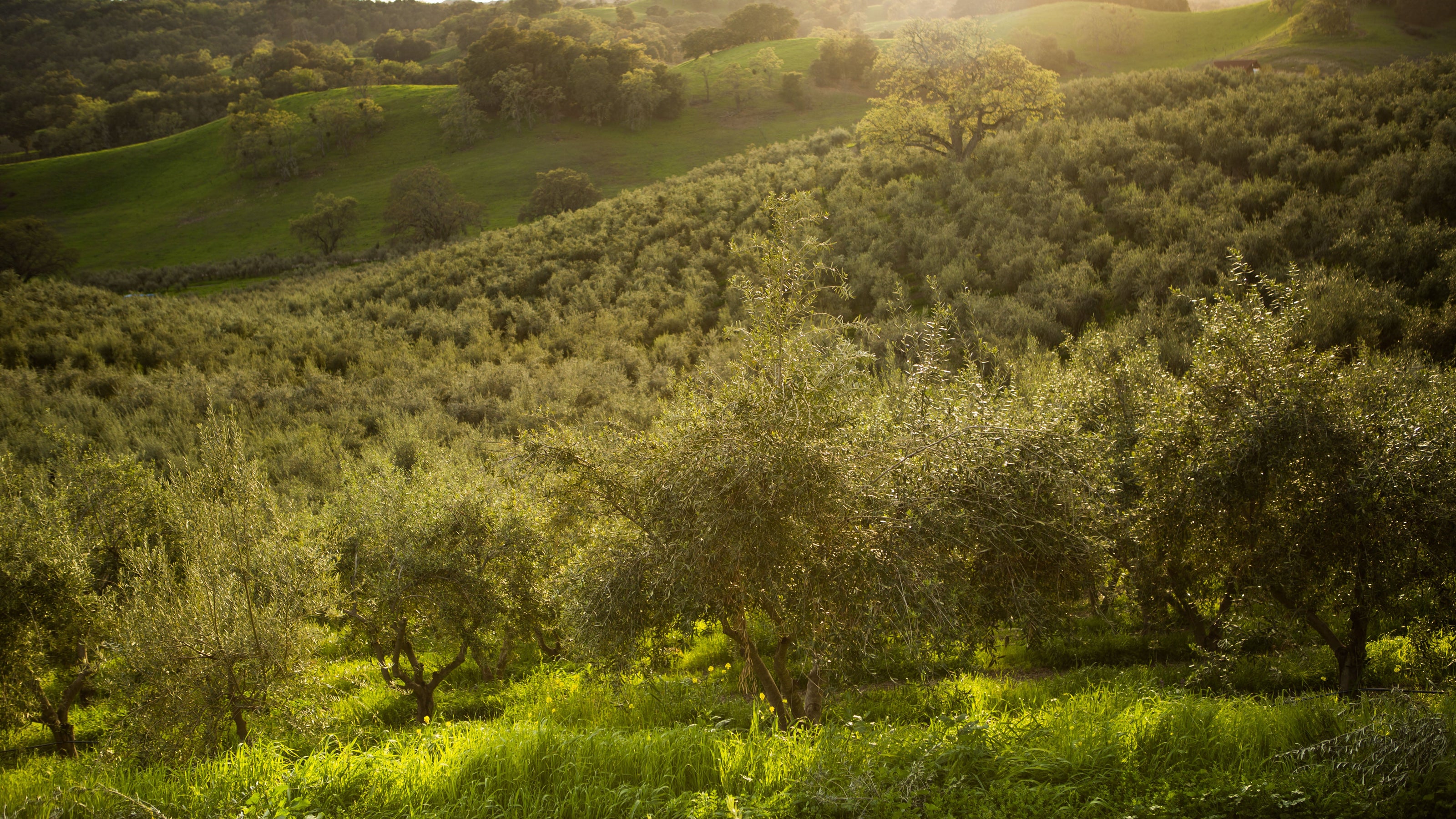 Lush green olive grove with rolling hills under a clear sky