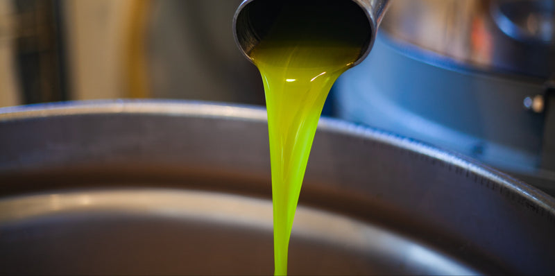 Fresh, unfiltered extra virgin olive oil at harvest.